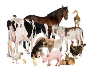 ALL ANIMAL PRODUCTS