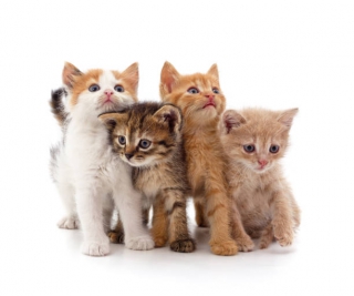 CAT DRY FOOD