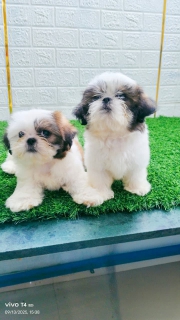 LIVE_PUPPY_SHIH_TZU