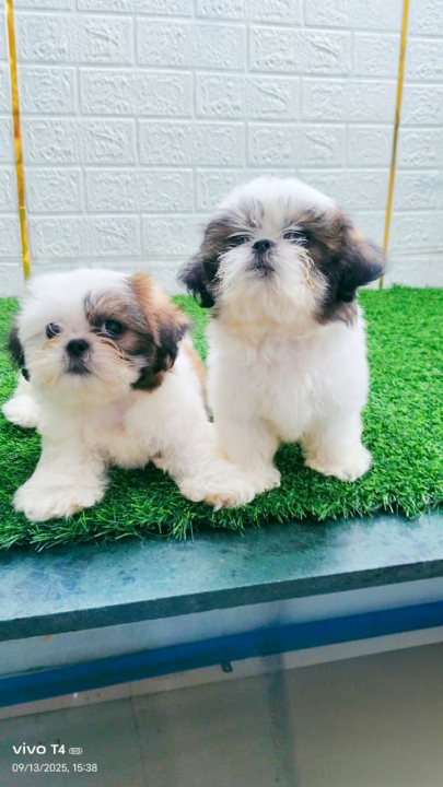 LIVE_PUPPY_SHIH_TZU