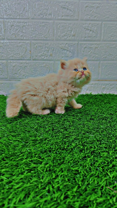 LIVE_KITTEN_PERSIAN