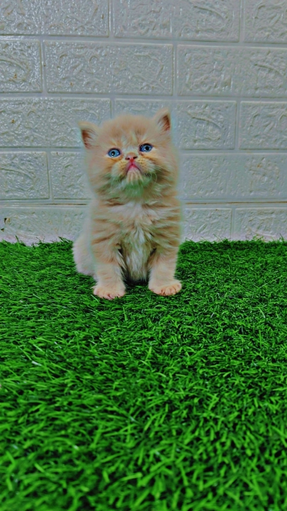 LIVE_KITTEN_PERSIAN